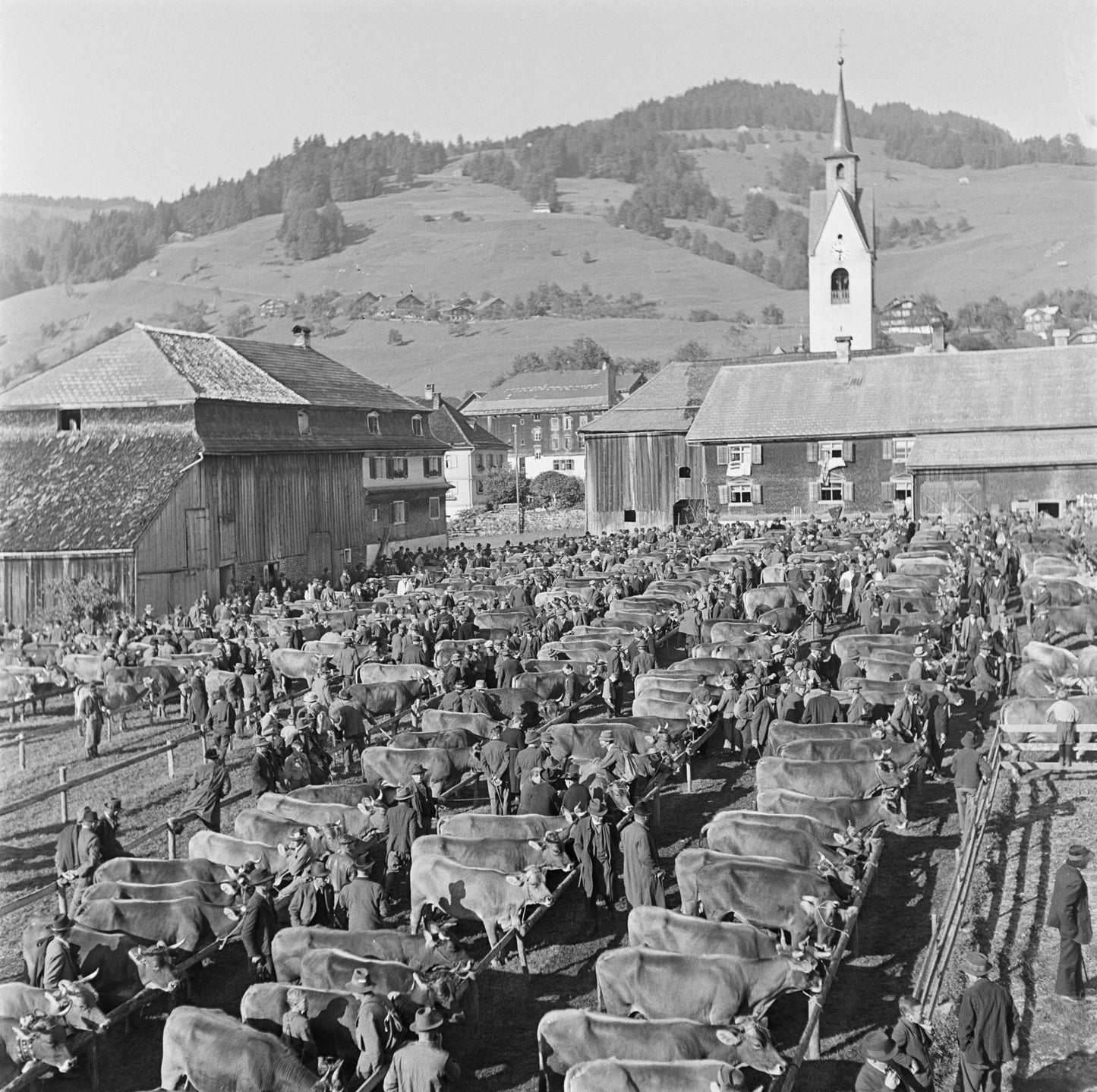 Schwarzenberg Viehausstellung