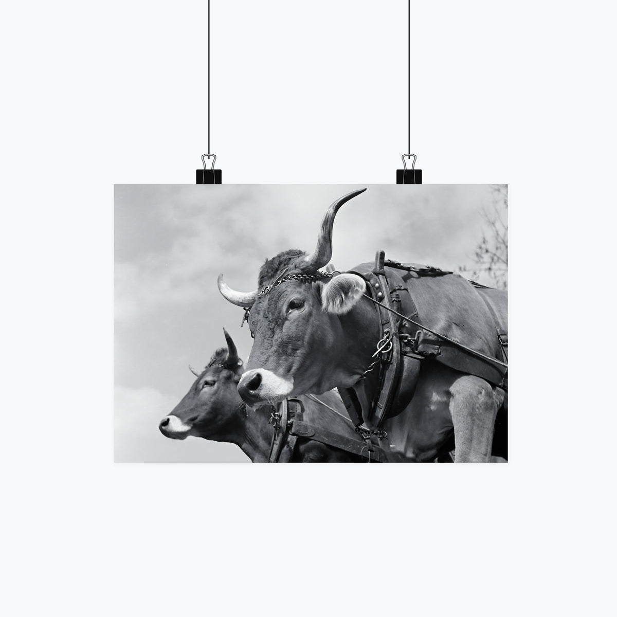 Kuhduo Poster